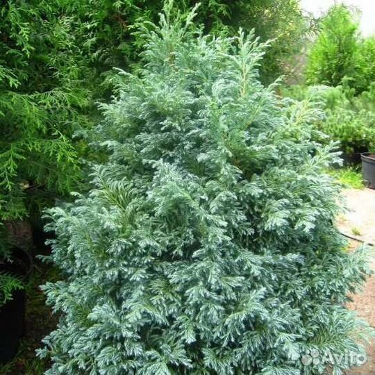 Кипарисовик булевард