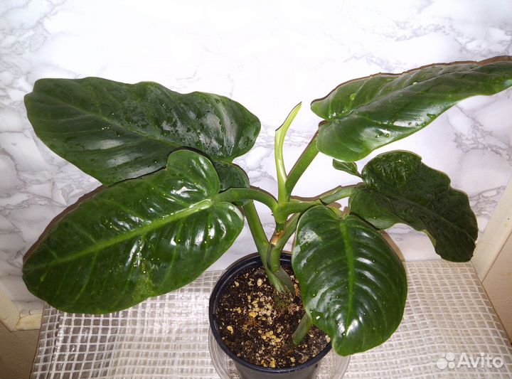 Филодендроны разные