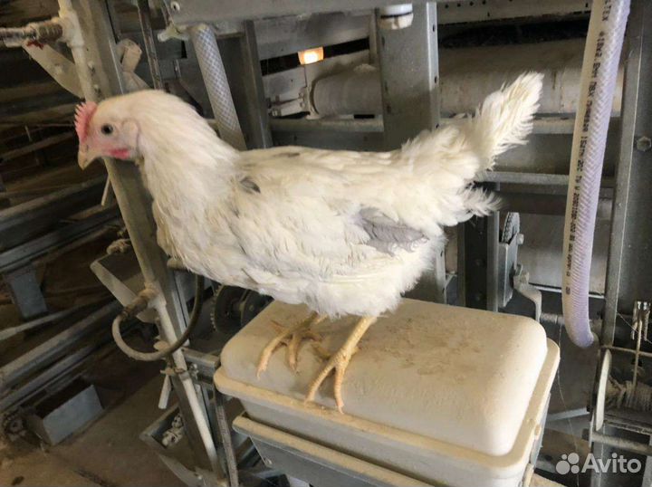 Куры молодки несушки