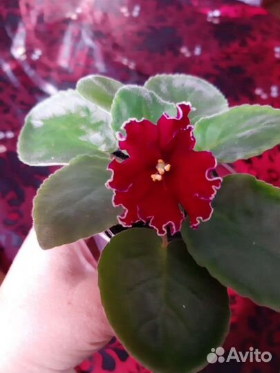 Сортовые фиалки. Хойки