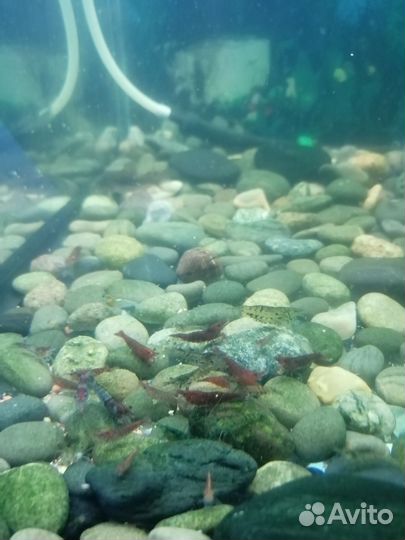 Аквариумные рыбки сомики коридос и креветки