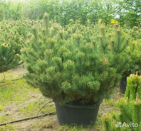 Сосна горная мугус