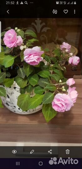 Комнатные цветы