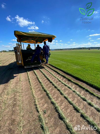 Рулонный газон с укладкой