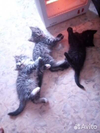 Отдам котенка в добрые руки