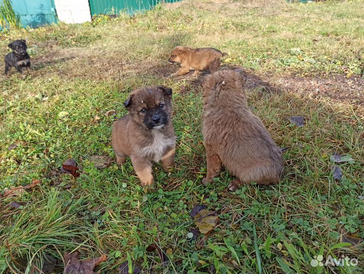 Щенки бесплатно