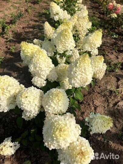 Гортензия метельчетая фантом