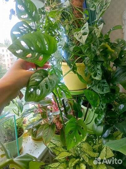 Комнатное растение,Монстера манки