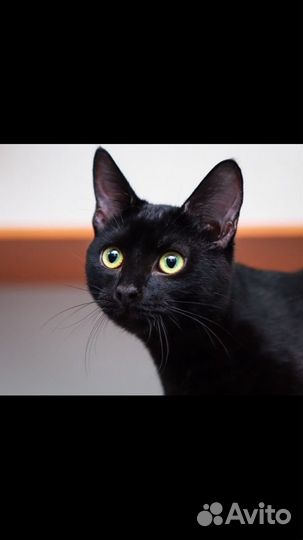 Котёнок в дар в добрые руки