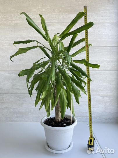 Пальма юкка (драцена)