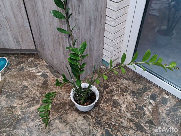 Замиокулькас