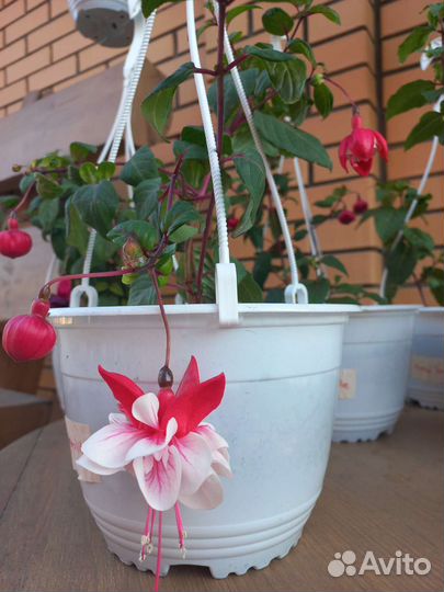 Фуксия в кашпо