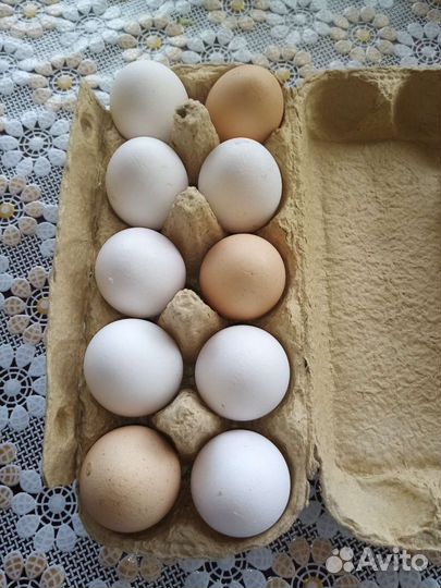 Домашние куриные яйца