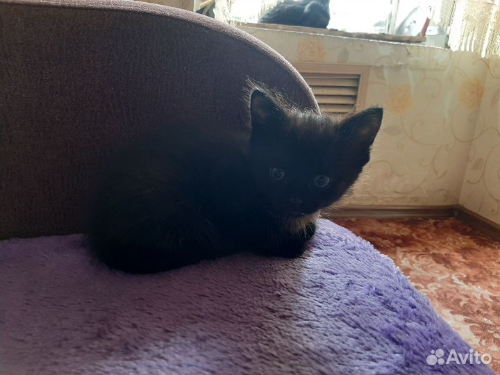 Отдам в добрые руки