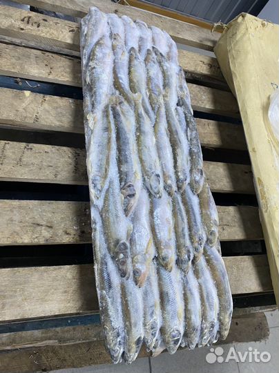 Корюшка опт