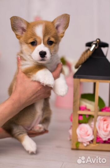 Вельш корги пемброк