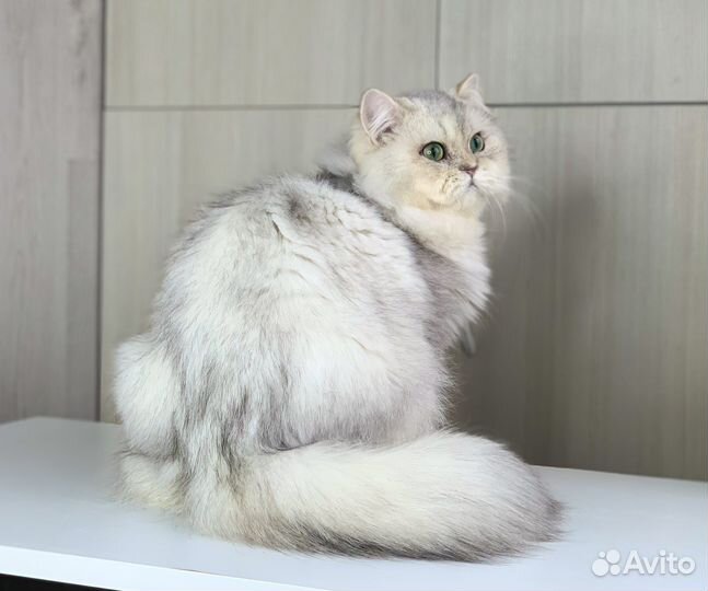 Серебристая шиншила мальчик