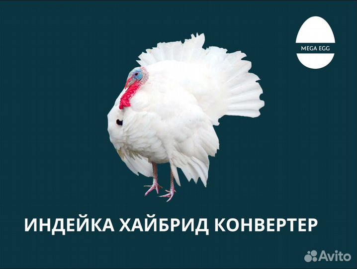 Инкубационной яйцо