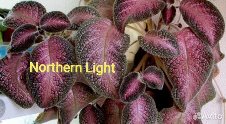 Эписция Северное сияние