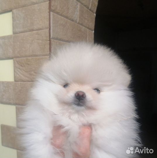 Померанский шпиц