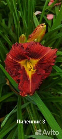 Лилейники сортовые