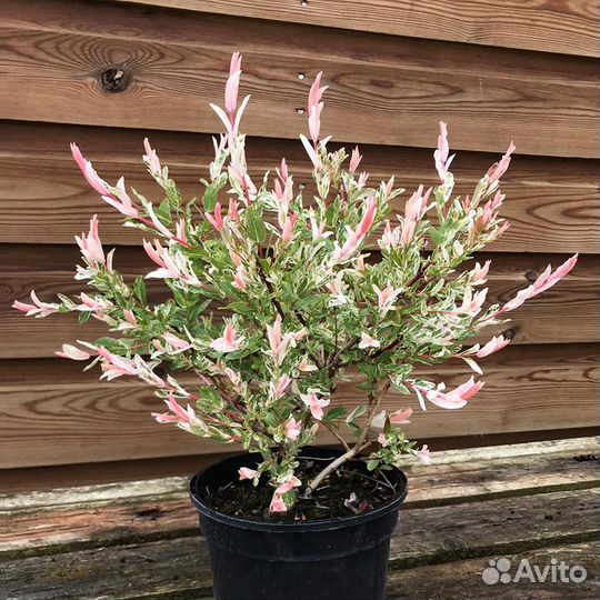 Ива цельнолистная Хакуро Нишики - саженец