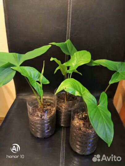 Сингониум эпипремнум филодендрон