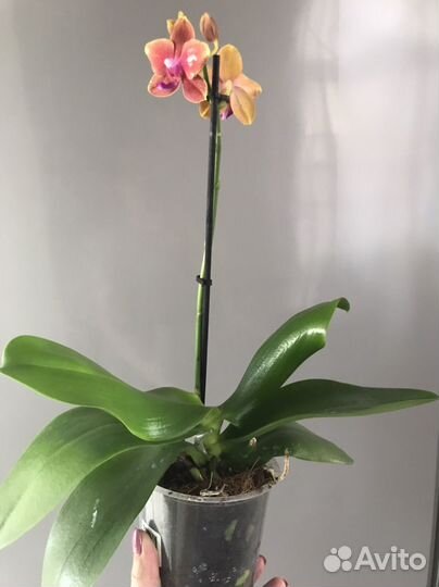Орхидея фаленопсис ароматные