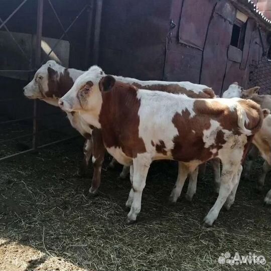 Бычки на откорм