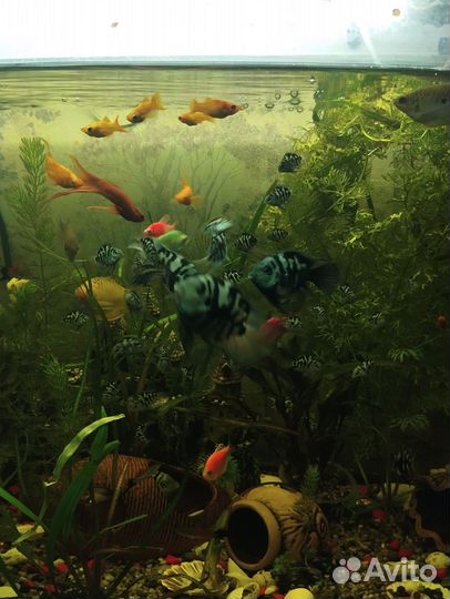 Рыбка сапфировый попугай