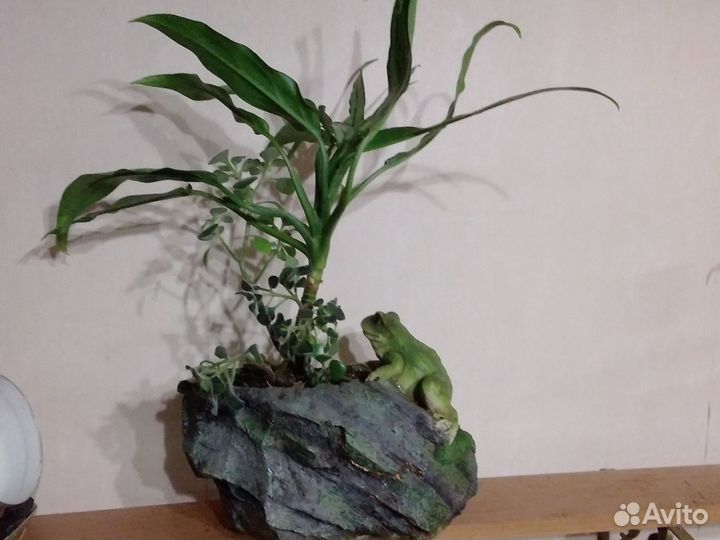 Бонсаи, актуально