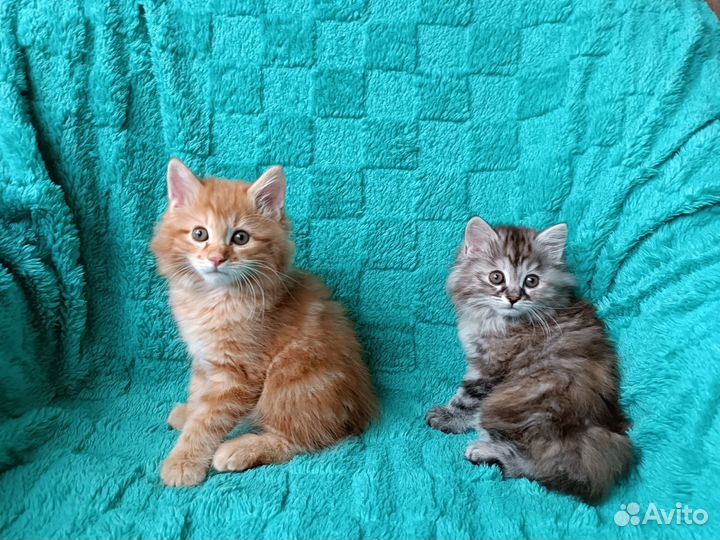 Котята курильский бобтейл