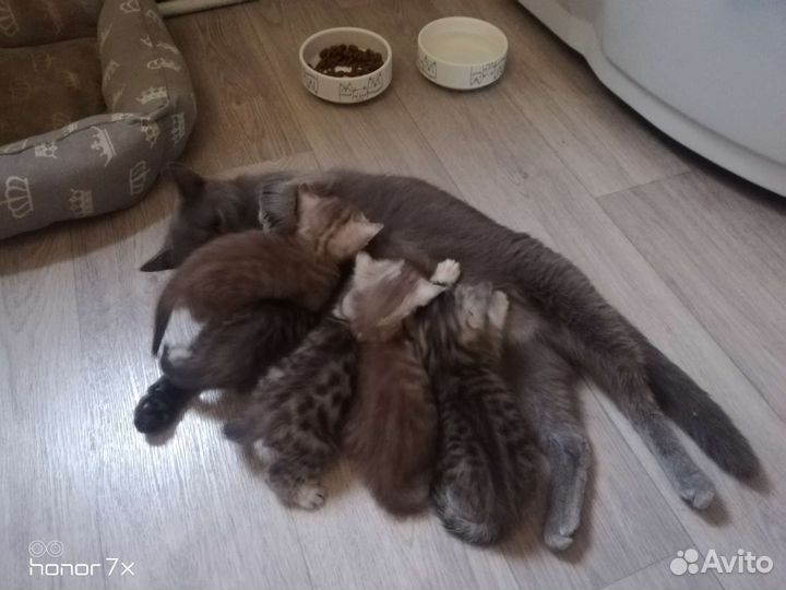 Котята