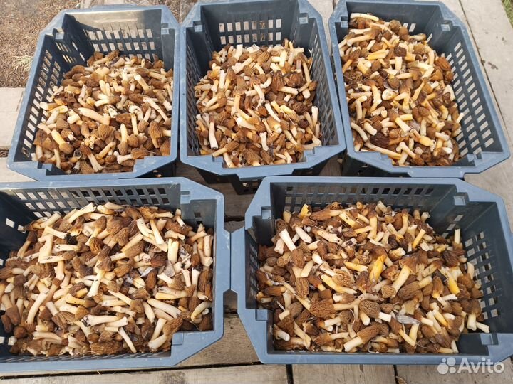 Грибы сморчки