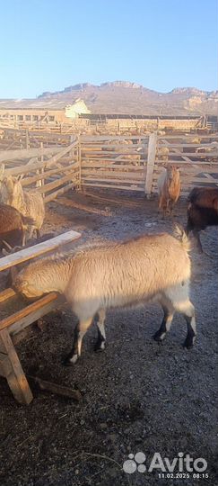 Козы костраты на мясо