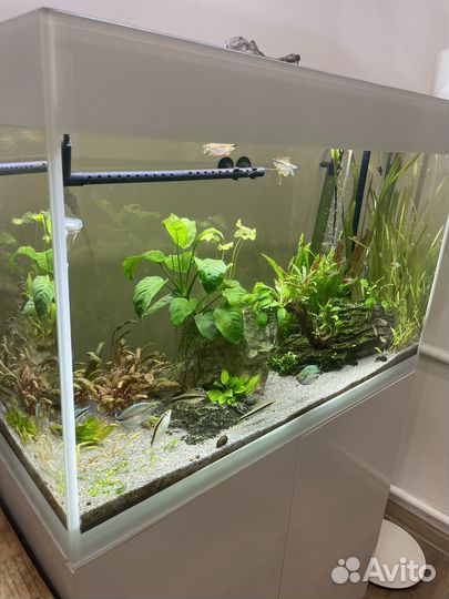 Аквариум Aquael glossy 80