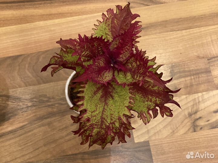 Каланхоэ желтый, Колеусы