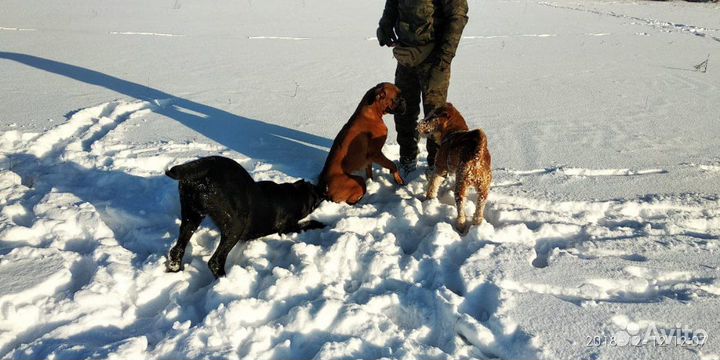 Дрессировка собак с выездом. Кинолог-Зоопсихолог