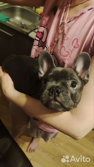 Французский бульдог