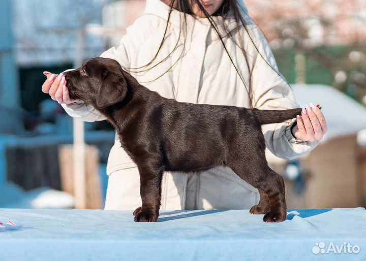 Услуги хендлера