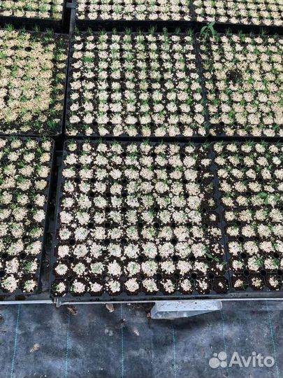 Сеянцы сосны с окс и зкс в кассет