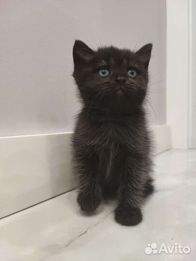 Шотландские котята