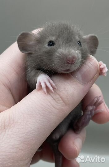 Крысята Дамбо