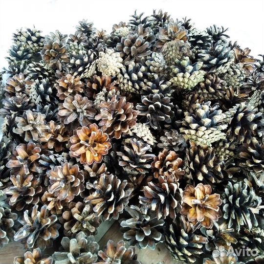 Шишки сосновые
