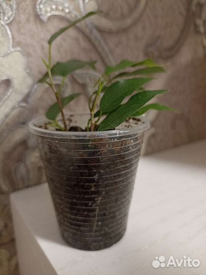 Фикус бенджамина грин кинки