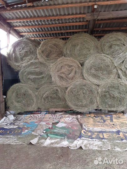 Сено зерно ячмень 10р