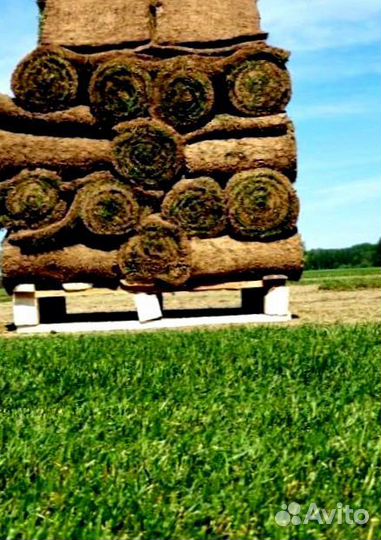 Рулонный газон 