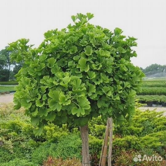 Молодое деревце гинго-билоба