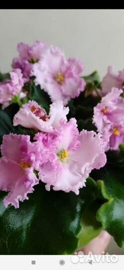 Фиалка детки фиалок или укорененные листики