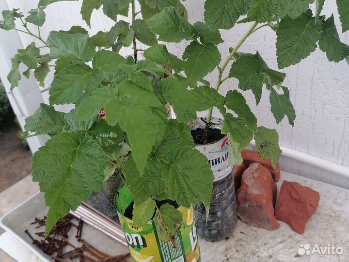 Малина ремонт. Жёлтая, Красная